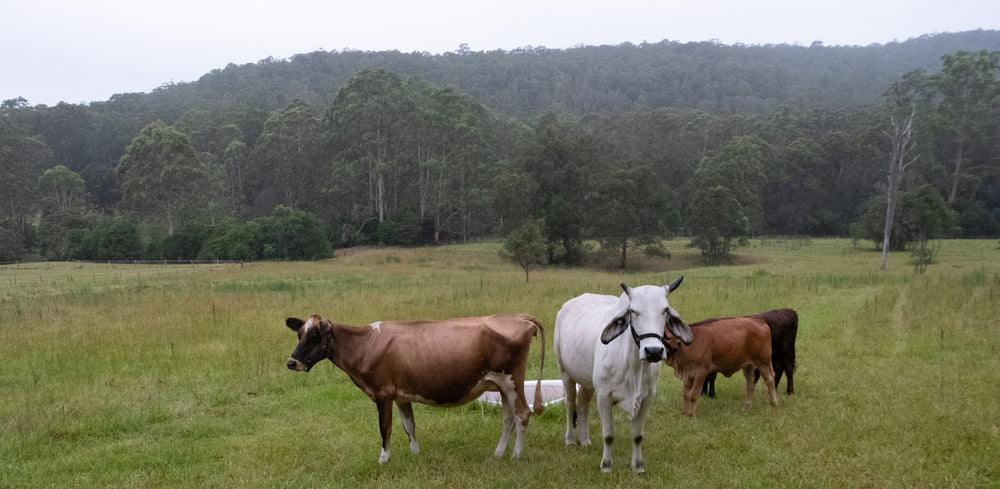 Meditation with Cows Cooranbong Harmony Centre